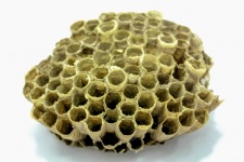 Bee Hive Honey
