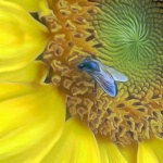 Bee On Sunflower Smooth