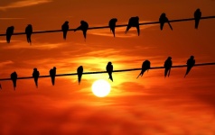 Birds On Wire Sunset