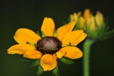 Black-eyed Susan Flower And Bug