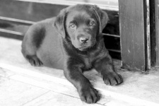 Black Puppy Labrador Retriver
