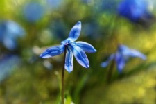 Blossom Flower Blue Meadow