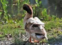 Brown And White Duck On Lake Shore