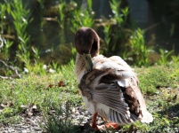 Brown And White Duck Preening