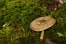 Brown Mushroom In Moss Background