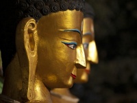 Buddhas In Profile