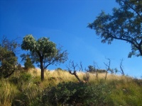 Cabbage Tree On The Highveld