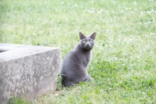 Gray Cat Sitting In The Grass