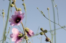 Close-up Of Hollyhocks Flowers