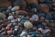 Collection Of Pebbles & Dry Leaves