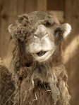 Cool Camel