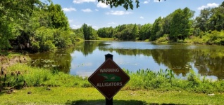 Crocodile Alert In Lake