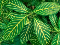 Croton Plant Leaves