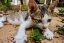 Cutest Kittens Cute Cat
