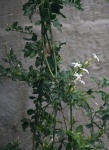 Dainty White Jasmine Flowers