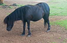 Dark Brown Pony Standing On Ground