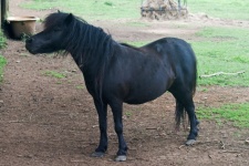 Dark Brown Pony With Head Lifted Up
