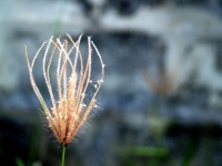 Dry Wild Flower