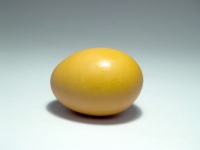 Egg For Food