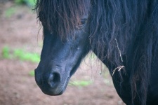 Face Of Dark Brown Pony