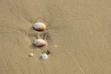 Few Sea Shells On Sandy Beach