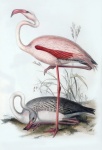 Flamingo Vintage Art Novella