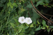 White Flower, Bindweed