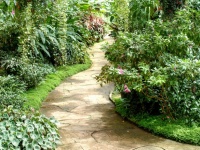 Footpath In Garden Jungle
