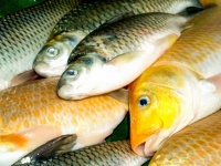Freshwater Fish Food