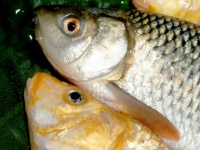 Freshwater Fish Stock Photos