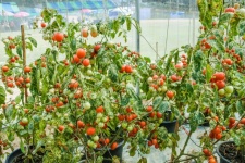 Gardening Tomato Fresh Organic Tomato