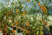 Gardening Tomato Fresh Organic Tomato