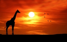 Giraffe Silhouette At Sunset