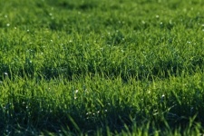 Grass Meadow Green Garden