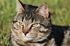 Gray Tabby Cat In Grass Portrait