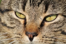 Green Eyes Of Gray Tabby Cat