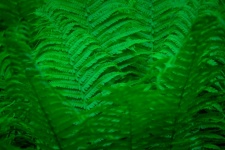 Green Fern Background
