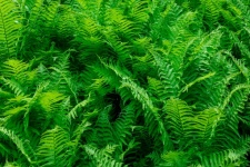 Green Fern Background