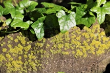 Green Ivy On Mossy Rock Background