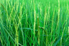 Green Rice Farm