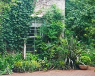 Green Vegetation Outside A Cottage