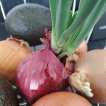 Growth Of Red Onion