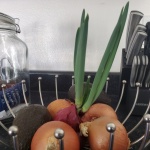 Growth Of Red Onion