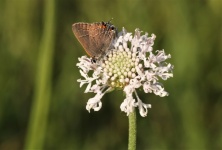 Hairstreak Butterfly On Wildflower