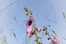 Hollyhocks Flowers Against Blue Sky