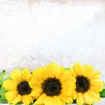 Sunflower Paper