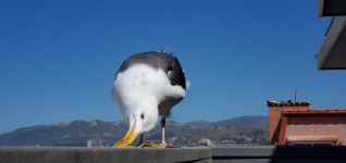 Seagull Eating