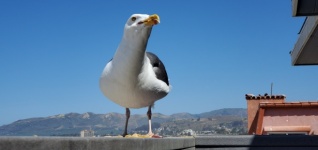Adult Seagull Portrait