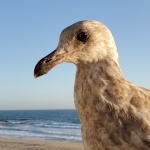 Young Seagull Portrait