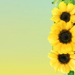 Sunflower Notepaper